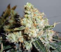 Imagen de traqera (THC Bomb)