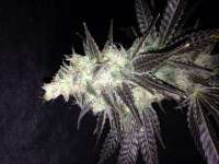 Imagen de Elbongsaway (THC Bomb Auto)