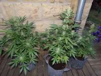 Imagen de hemp47 (THC Bomb Auto)