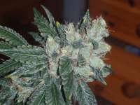 Imagen de Weesmo (Mad Kush)