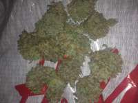 Imagen de rexel (Mad Kush)