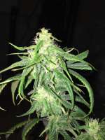 Imagen de cannabisrecipe (Rosetta Stone)