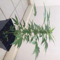 Imagen de McVeli (Auto Lime Skunk)