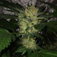 Bulk Seed Bank Sensible Star - photo réalisée par Budfit