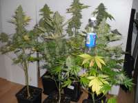 Bulk Seed Bank White Prussian - photo réalisée par cannabiscorpse