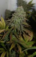 Bulk Seed Bank White Prussian - photo réalisée par cannabiscorpse88