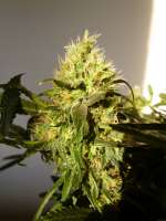 Imagen de BuzzerOrganicSeeds (Amsterdam Plant)