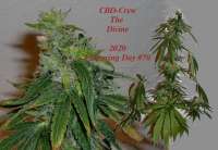 Imagen de hankpankwank (CBD Divine)