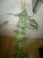 Imagen de nygrr (CBD SnS Widow)