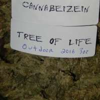 Cannabeizein Tree of Life - photo réalisée par ErnestCharsi