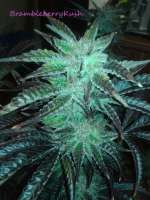 Imagen de CannabellaSeedClub (Brambleberry Kush)