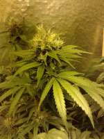 Imagen de CannabellaSeedClub (Brambleberry Kush)