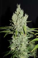 Cannabella Genetics G13 Super Silver Haze - photo réalisée par CannabellaSeedClub