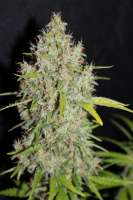 Imagen de CannabellaSeedClub (G13 Super Silver Haze)