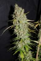 Imagen de CannabellaSeedClub (G13 Super Silver Haze)