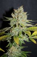 Imagen de CannabellaSeedClub (Lemon Cream Pie)