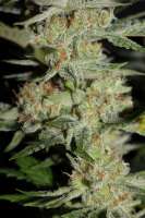 Imagen de CannabellaSeedClub (Lemon Cream Pie)