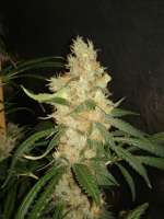 Imagen de CannabellaSeedClub (Pineapple Gold)