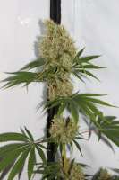 Imagen de CAnnabellaSeedClub (Pineapple Haze)