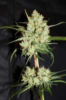 Cannabella Genetics Super Sour Lemon Haze - photo réalisée par CAnnabellaSeedClub