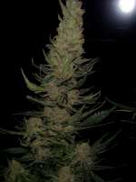 Imagen de FlashGordon (Ceres Skunk)