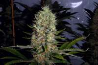 Imagen de FlashGordon (Ceres Skunk)