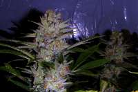 Imagen de FlashGordon (Ceres Skunk)