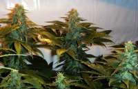 Imagen de FlashGordon (Ceres Skunk)