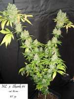 Imagen de Mitsuharu (Northern Lights x Skunk Nr1)