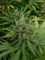 Imagen de GuerrillaRovere (Blueberry Haze)