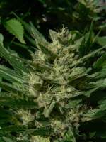 Imagen de GuerrillaRovere (Blueberry Haze)