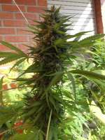 Imagen de famero (Girl Scout Cookies)