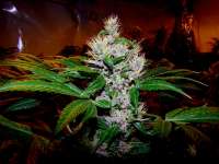 Imagen de Farma (Heavy Duty Haze)