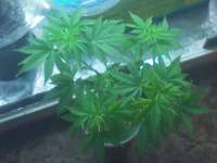 Imagen de 1Buddha (OG Kush)