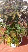 Imagen de Panoramixbx (Platinum Cookies)