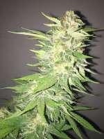 Clone Only Strains SoCal Master Kush - photo réalisée par OGchema