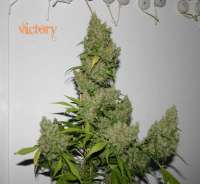 Clone Only Strains Victory - photo réalisée par randalika