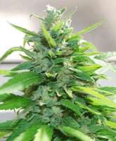 Cream of the Crop Seeds Cream Cheese - photo réalisée par SeedMan91