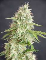 Cream of the Crop Seeds Double Cream - photo réalisée par SeedMan91