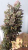 Imagen de LemiAten (Kosher Tangie)