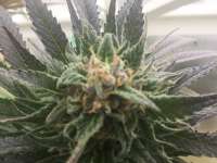 Crop King Seeds Black Indica - photo réalisée par Kentucky