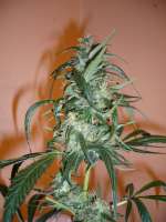 DNA Genetics Seeds C-13 Haze - photo réalisée par merlin