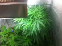 Imagen de FourTwenty (Cannalope Haze)