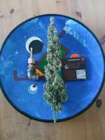 Imagen de Falconresearch (Cannalope Haze)