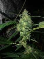 Imagen de Budfit (Cataract Kush)