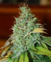 DNA Genetics Seeds Chocolope Kush - photo réalisée par heckenkriecher