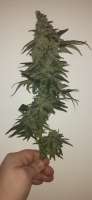 DNA Genetics Seeds Holy Grail Kush - photo réalisée par AntidoteMan