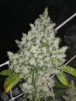 DNA Genetics Seeds Sour Kosher - photo réalisée par Ygryck