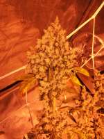 DNA Genetics Seeds Sour Kosher - photo réalisée par Ygryck