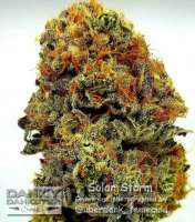 Danky Dankster Seed Co. Solar Storm - photo réalisée par DankyDankster